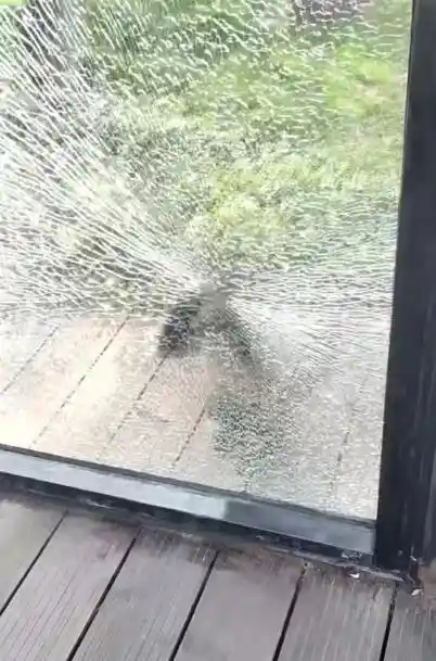 黑帽悬猴砸玻璃引关注，动物园将添新玩具安抚顽童