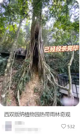 树暗藏杀机：南方常见树木竟成连环命案幕后黑手