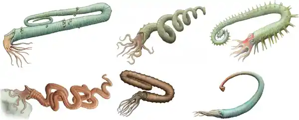 菊石：历经三次大灭绝，最终与恐龙同归于尽