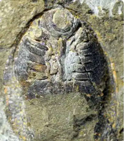 4.36亿年前的古老鱼类因何得名？致敬袁隆平，杂交水稻之父！