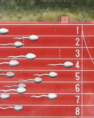 全球首场精子奥运会即将上演：20厘米赛道，谁是最快精？