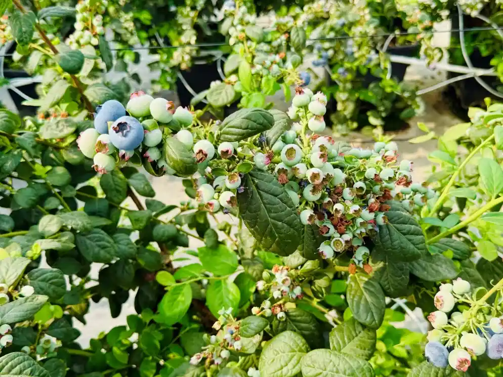 电商西进：让这些商品在西部成功吸粉