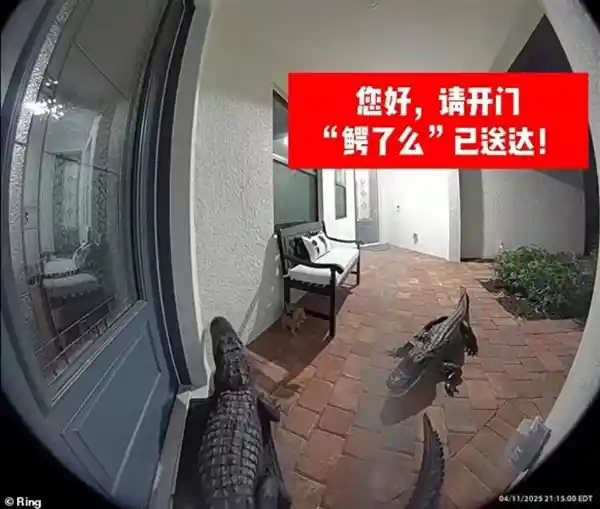 美利坚双鳄突袭民宅，叩门瞬间引全网热议！