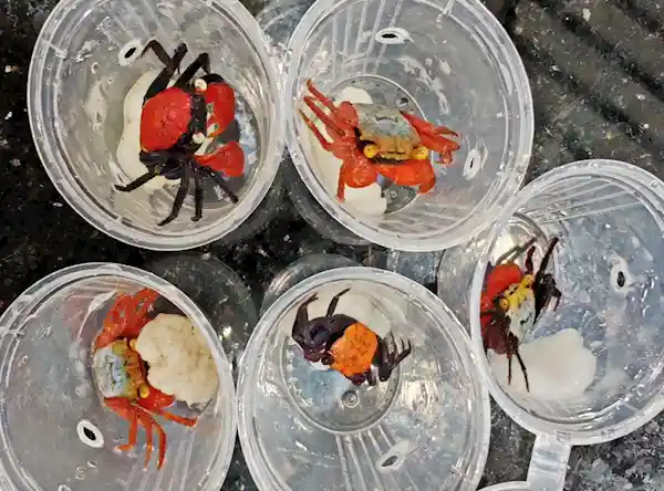 《恶魔蟹入侵临近！170只艳丽吸血鬼蟹险些登陆中国》