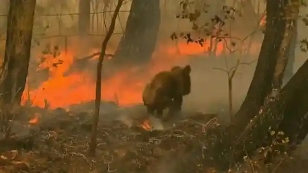直升机出动！澳洲700只考拉遭扑杀引热议，专家称这是为它们好？