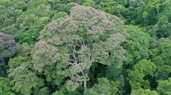 巴拿马热带树的神奇绝技：借力闪电屡屡击溃对手