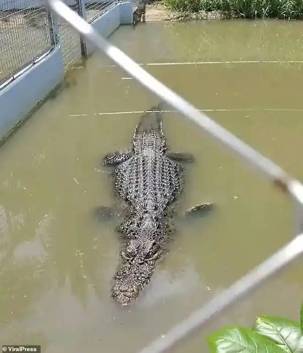 《误把活鳄当雕像？游客翻围栏自拍险些丧命》