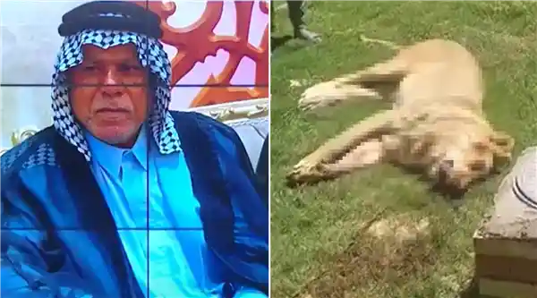 富商惨遭亲手饲养狮王吞噬，护食猛兽终被击毙