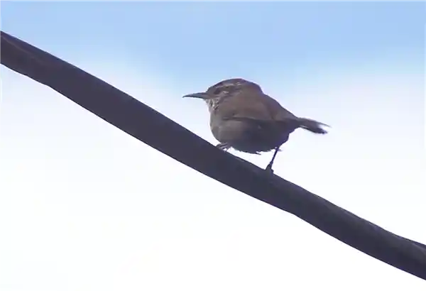 惊天奇观！加州上空50余只飞鸟离奇空中爆裂，真相震撼全网