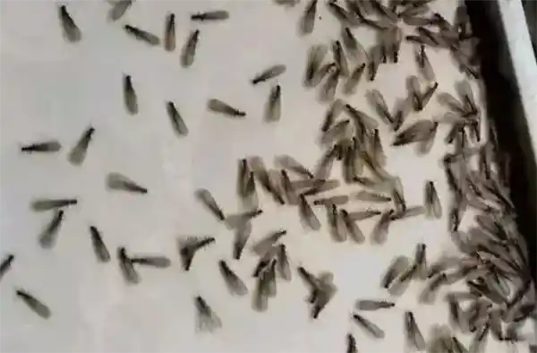 《意外的蚁想不到：女子因高蛋白过敏险些丧命》