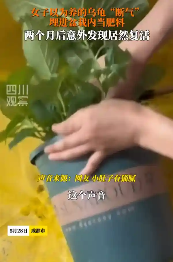 《女子误将复活乌龟埋入花盆两个月后惊喜发现它竟活了过来》