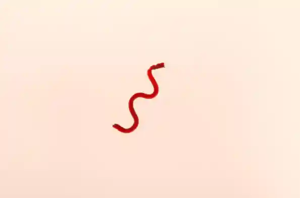 全球首创！我国科学家突破性研发磁控血液凝胶纤维机器人