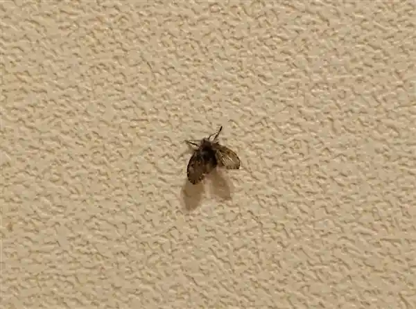 家中惊现隐形虫口：看到1只，已繁殖上万！——不是蟑螂，却是更可怕的家居隐患