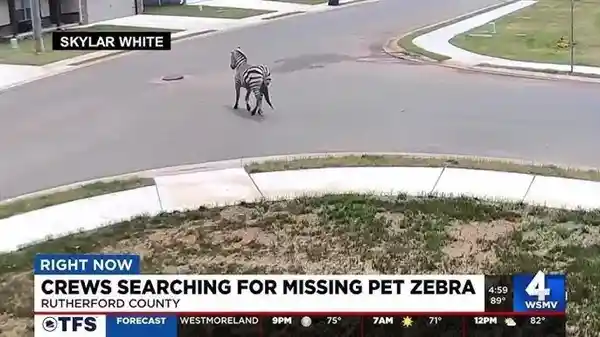 《斑马的奇幻一周：从天空到自由，最终被飞机护送回家》