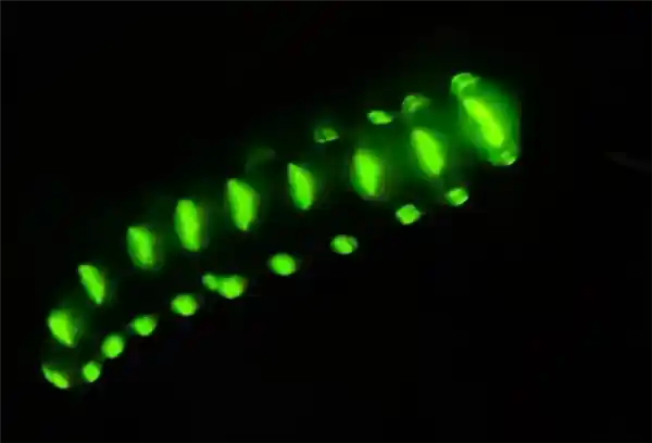 《发现奇迹！四川惊现体长达7厘米、发光点超30个的巨型萤火虫》