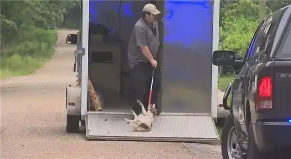 美国女子善举反遭悲剧：喂食流浪犬竟遇群袭丧生，涉案狗狗引发热议