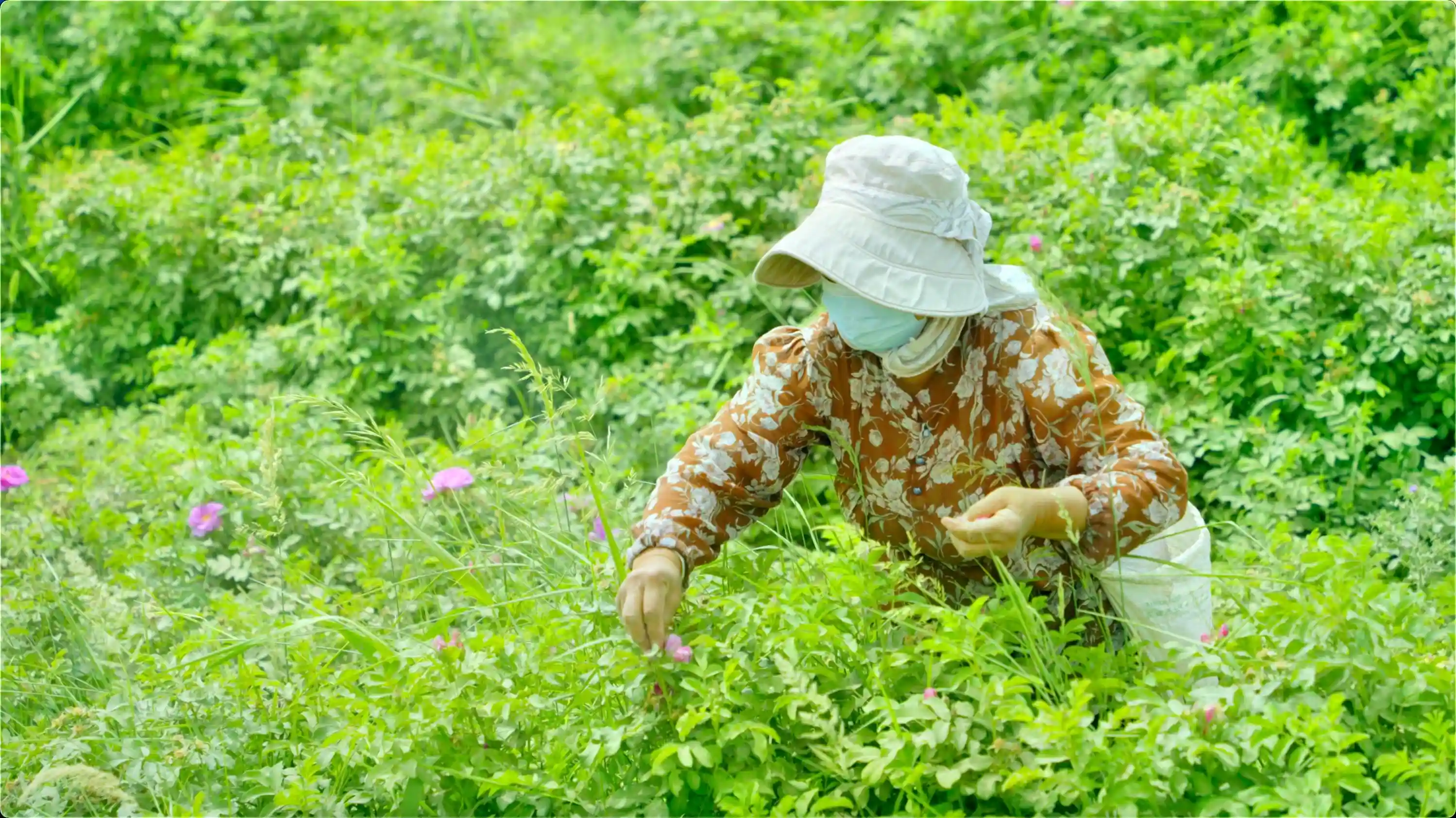 《沙漠奇迹：于田绽放的不屈玫瑰》