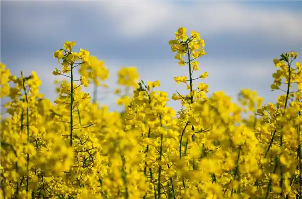 油菜增产新突破：科学家发现高产密码基因，单株产量飙升25.3%