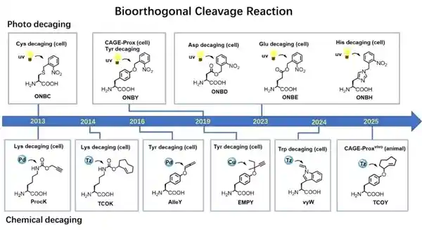 北大教授破解蛋白质激活密码，开启生命科学新纪元