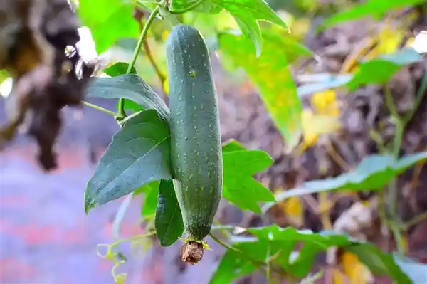 嫩叶可食，老茎能用，这菜低卡又爆水！