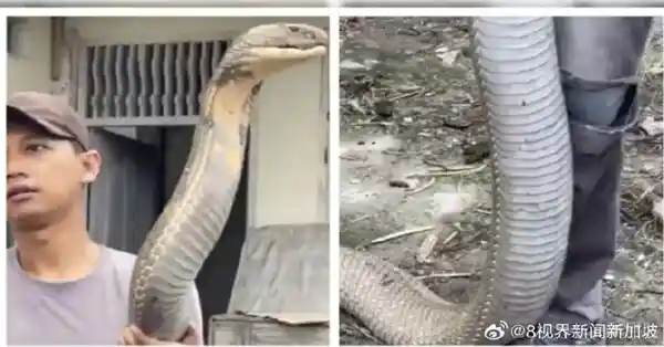 三哥太猛！印男子徒手抓巨型眼镜王蛇，动作帅到像在玩杂技