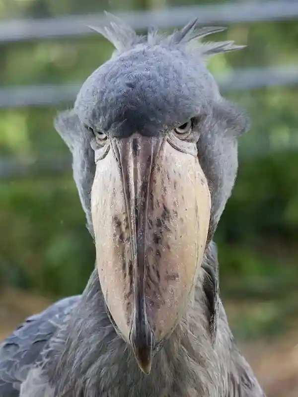 神秘野生动物鞠躬示好，近身却令人胆寒