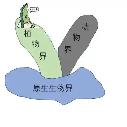 海带竟非植物？真相让你大跌眼镜！