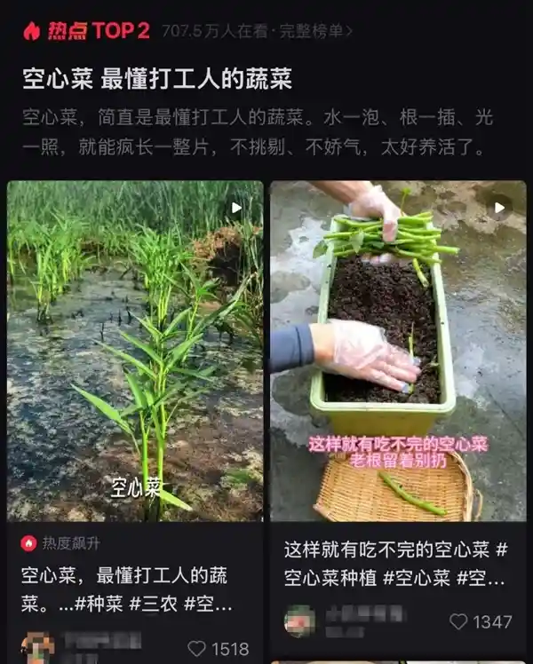 水培也能活！这蔬菜堪称‘牛马界’生存王者