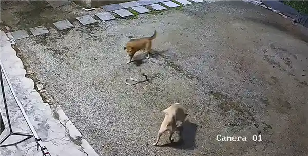 惊险对决！双犬联手智斗眼镜蛇：佯攻掩护，闪电偷袭一击制胜