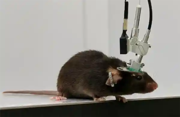 多色显微镜突破极限！我国首创微型双光子成像技术