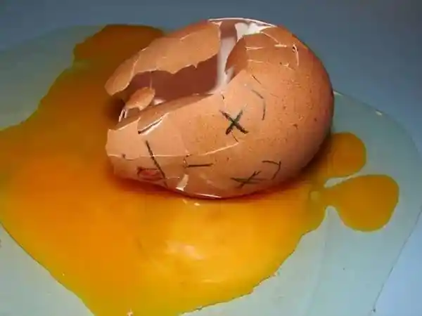 鸡蛋壳的进化密码：脆弱背后的惊人智慧