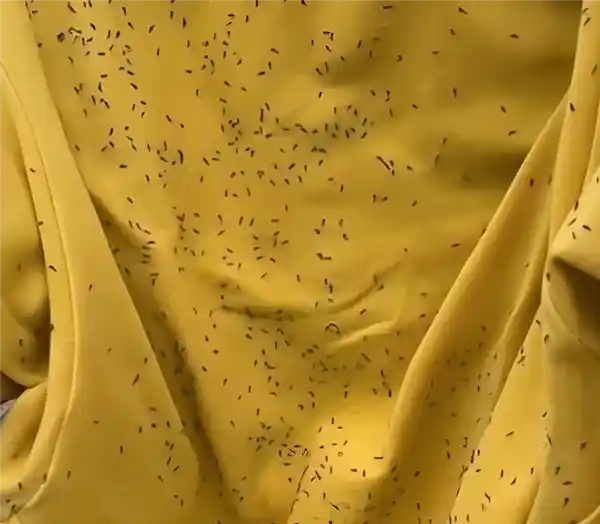 春夏蓟马狂袭，这三色衣服慎穿！穿错成养虫人？